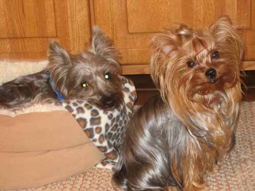 Pets of the Week!
